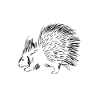 Porc-épic mignon
