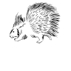 Porc-épic mignon