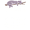 Raccoon