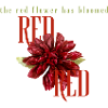The red flower