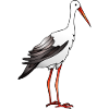 Stork bird