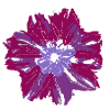 MagentaFlower