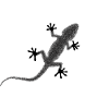 Geckos