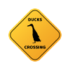 Ducks crossing