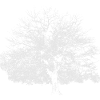 Winter tree white