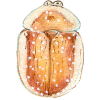 Sternmiere Schildkäfer