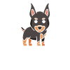 Doberman Whisperer Dogs Doberman Dobermans