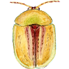 Melde Schildkäfer