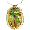 gold-striped tortoiseshell beetle