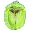 Distel Schildkäfer