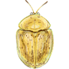 Nebeliger Schildkäfer