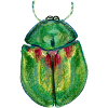 Sheep Beetle