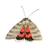 red underwing