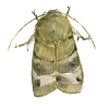 Banded Owl Moth