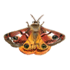 emperor moth