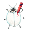Asian ladybird