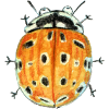 eyespot ladybug