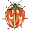 striped ladybug