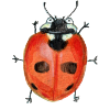 five-point ladybird