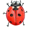 Seven-point ladybird
