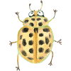 Pond ladybug