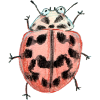Poplar ladybird