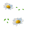 Linnea
