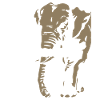 Ouganda - Eléphant