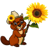 Biber mit Sonnenblume und Cowboyhut