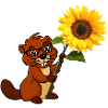 Beaver with sunflower
