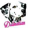 Dalmatian