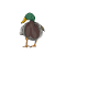 Ducks Heartbeat Duck Breeder