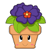 Flowerpot primrose flowers
