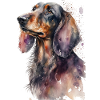 Dachshund