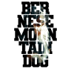 Bernese Mountain Dog