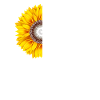 Inspirational Christianity Sunflowers Philippians