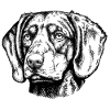 Brandelbracke Portrait