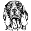 Swiss Hound Portrait