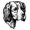 IRW Setter Portrait