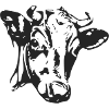The cow's head
