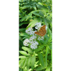 Liberté du papillon