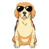 Beagle puppy with sunglasses