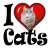 I love Cats