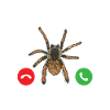 Tarantula