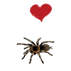 Tarantula