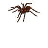 Tarentule
