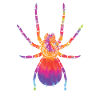 Tarantula