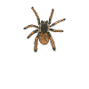 Tarantula