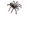 Tarantula