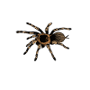 Tarentule